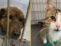 Rekordowa liczba kotów czeka na adopcję w schronisku w Kielcach