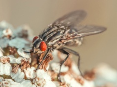 Spray gotowy w kilka sekund. Muchy boją się go jak ognia