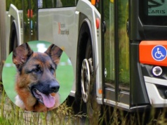 Pies przejechany przez autobus w Rzeszowie. „Kierowca stwierdził, że to nie jego zmartwienie i odjechał”