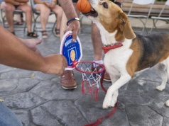 Trufa pomaga niepełnosprawnym. Beagle terapeutka z Gran Canarii