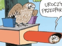 Sówki pójdźki przenoszone z terenu nowego lotniska
