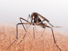 WHO bije na alarm. Chikungunya grozi globalną epidemią