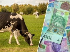 Ceny skupu mleka spadają. Czarne prognozy mówią o stawkach poniżej 2 zł za litr
