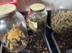 Zlikwidowano plantację konopi. Mężczyzna przyznał się do stawianych zarzutów