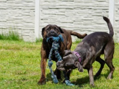 Masz głos. Cane Corso, nie dla każdego! [PODCAST]