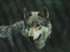Wilki zmieniły bieg historii Yellowstone. Po raz pierwszy od 80 lat las się odradza