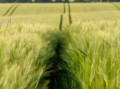 Pierwszy raport DBV z niemieckich zbiorów 2025