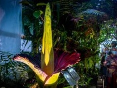 Sensacja botaniczna. Dziwidło zakwitnie po raz pierwszy od czterech lat