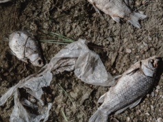 14 tys. martwych zwierząt na plaży w Australii. Winna zmiana klimatu