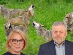 Wilki czy hybrydy? Rolnicy mają dość, żądają twardych dowodów
