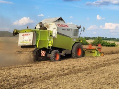 25.07.2025 Ceny skupu zbóż, kukurydzy, oleistych i strączkowych: stonowane ruchy cen na rynku