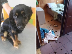 Areszt dla 22-latki z Nakielnicy. W domu zostawiła dwa psy, sama wyjechała na wakacje