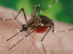 WHO ostrzega przed nowym “śmiertelnym” wirusem Chikungunya wywoływanym przez komary Billa Gatesa
