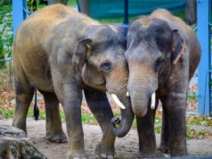 Słoń z łódzkiego ZOO przeszedł operację zęba. Do Orientarium przybyli weterynarze z kilku krajów świata