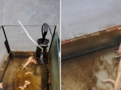 Konał wśród resztek i własnych odchodów. Właścicielka usłyszała zarzuty