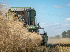 Ceny rzepaku w żniwa 2025 – oto gdzie skupują najdrożej!