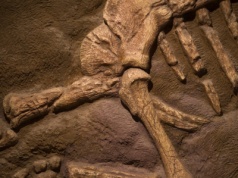 Dinozaury mogły ćwierkać jak ptaki. Odkrycie zachowanej krtani
