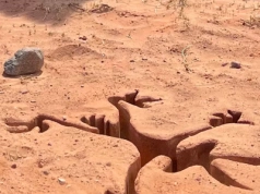Coyote vs. Acme z nowymi materiałami i nie tylko. Porzucony przez Warner Bros film ma datę premiery