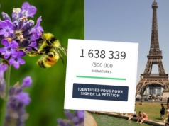 Francja: petycja w obronie pszczół przed środkami owadobójczymi zebrała ponad 1,3 miliona podpisów