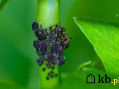 Eksplozja mszyc w ogrodach! Dlaczego natura nagle się zbuntowała? Jak zwalczyć nieproszonych gości?