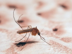 Malaria pokonana? Świat uratują zmodyfikowane komary