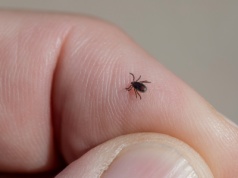 PetCheck – AI na tropie kleszczy. Bezpłatna aplikacja pokazuje, gdzie czają się pasożyty