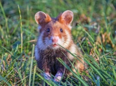 Jest krytycznie zagrożony wyginięciem. Potrzebuje pomocy człowieka