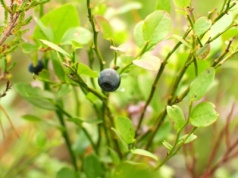 Unikaj tego naturalnego nawozu do borówki. Wykańcza krzew