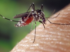 WHO ostrzega: Pojawiło się ryzyko epidemii w Europie. 