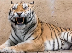 Tygrys Tiber- nowy mieszkaniec ZOO w Chorzowie