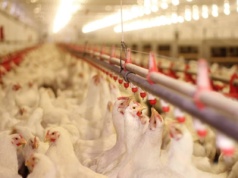 30.07.2025 Ceny skupu kurczaka i sprzedaży tuszki: stawka wolnorynkowa przekroczyła 6,00 zł/kg