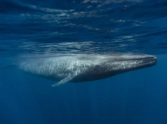 Płetwale błękitne przestały śpiewać. Co mówi nam oceaniczna cisza?