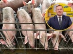 Wielka kara dla rolnika za odór z chlewni. Jest deklaracja ministra ws. zapłaty
