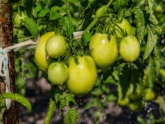 4 produkty z apteki, które wspomagają uprawę pomidorów. Chronią przed chorobami i podwajają plony
