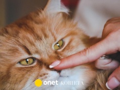 Weterynarz ostrzega przed popularnym trendem na TikToku. 