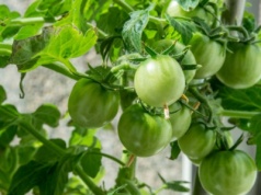 Domowy eliksir energetyczny dla warzyw. Pomidory i ogórki rosną niepohamowanie