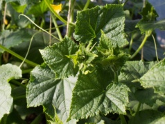 Jak odżywiać ogórki w środku lata? 3 najlepsze naturalne nawozy na zwiększenie plonów