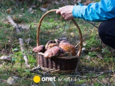 Grzybów w lasach bardzo dużo, ale grzybiarze narzekają. Oto powód