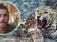 Lampart uciekł z wybiegu w zoo i rzucił się na 36-latka. Mężczyzna nie żyje