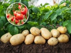 Warzywni krewni. Ziemniaki pochodzą od przodków pomidorów
