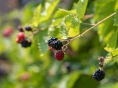 Jeżyny w zielarstwie – liście, kwiaty, pędy, owoce, korzenie