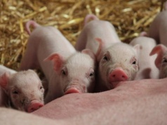 Kilkadziesiąt milionów dla producentów świń na uregulowanie zobowiązań cywilnoprawnych