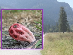 W Tatrach pojawi się 