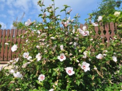Hibiskus w twoim ogrodzie. Jak odpowiednio pielęgnować krzew, aby pięknie rozkwitał?