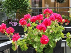 Liście pelargonii stają się czerwone? Jak ratować roślinę