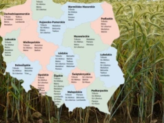 Pszenżyto ozime: Lista Odmian Zalecanych 2025