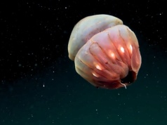 Transmisja na żywo z dna oceanu. Nagrali odkrycie 40 nowych gatunków