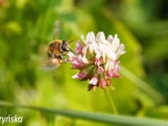 Koniczyna białoróżowa – Trifolium hybridum