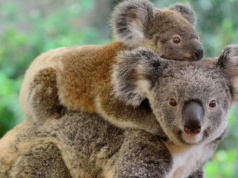 Szczepienia przed podróżą do Australii – zalecenia i wymagania