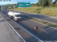 Koń na drodze szybkiego ruchu – nietypowy uczestnik ekspresówki